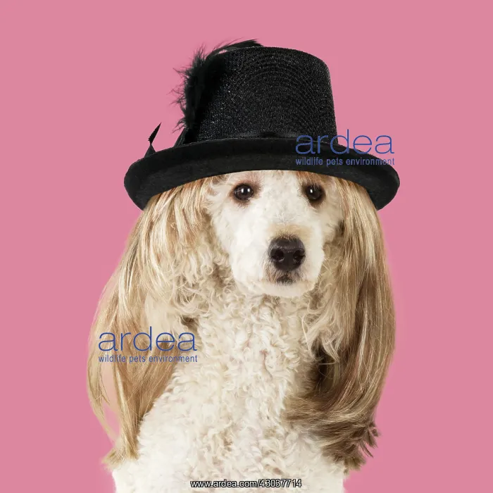 : DOG Poodle cross wearing a wig and a black hat : DOG Poodle cross wearing a wig and a black hat