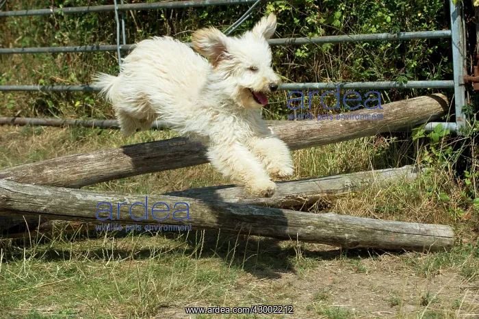  : Dog - Poodle jumping over wooden poles