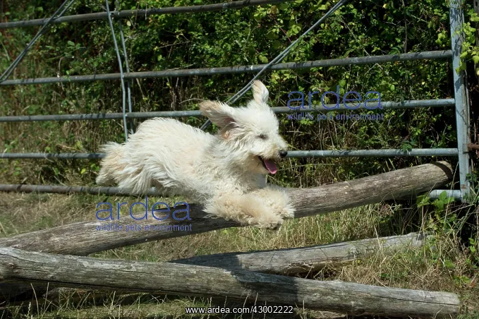  : Dog - Poodle jumping over wooden poles