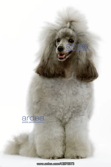 : Dog - Poodle - Miniature / Dwarf : Dog - Poodle - Miniature / Dwarf