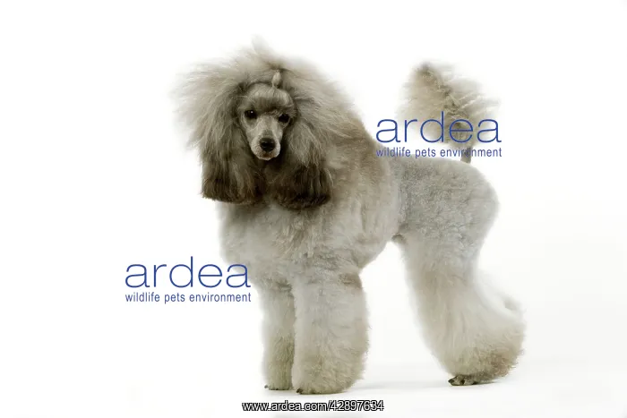  : Dog - Poodle - Miniature  /  Dwarf