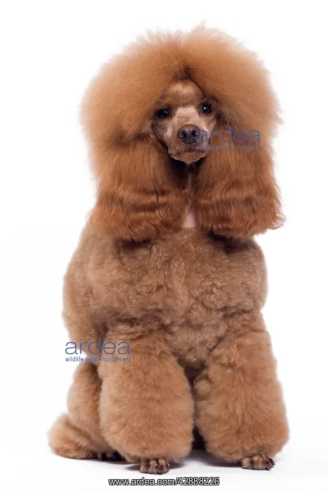 : Dog - Poodle - Miniature / Dwarf - Fawn Red colouring : Dog - Poodle - Miniature / Dwarf - Fawn Red colouring