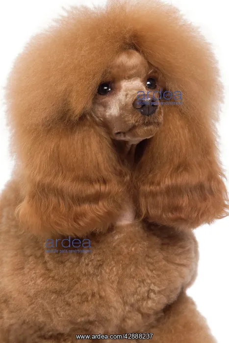 : Dog - Poodle - Miniature / Dwarf - Fawn Red colouring : Dog - Poodle - Miniature / Dwarf - Fawn Red colouring