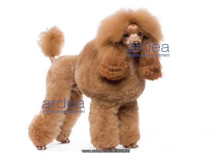 : Dog - Poodle - Miniature / Dwarf - Fawn Red colouring : Dog - Poodle - Miniature / Dwarf - Fawn Red colouring