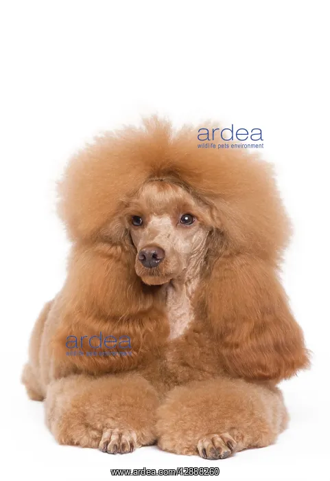 : Dog - Poodle - Miniature / Dwarf - Fawn Red colouring : Dog - Poodle - Miniature / Dwarf - Fawn Red colouring