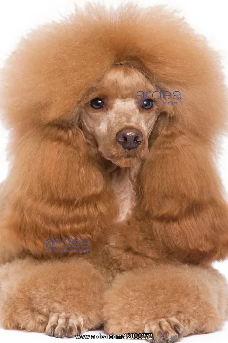 : Dog - Poodle - Miniature / Dwarf - Fawn Red colouring : Dog - Poodle - Miniature / Dwarf - Fawn Red colouring