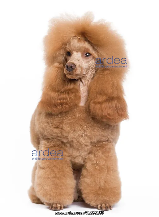 : Dog - Poodle - Miniature / Dwarf - Fawn Red colouring : Dog - Poodle - Miniature / Dwarf - Fawn Red colouring