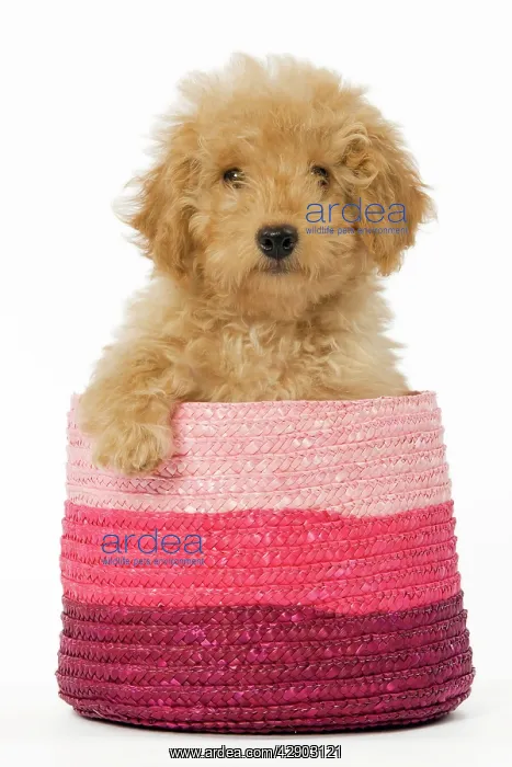 : Dog - Poodle in pink basket : Dog - Poodle in pink basket