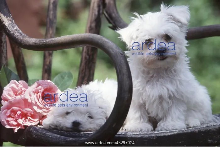 : DOG - Poodle Puppies x two, with pink roses on chair : DOG - Poodle Puppies x two, with pink roses on chair