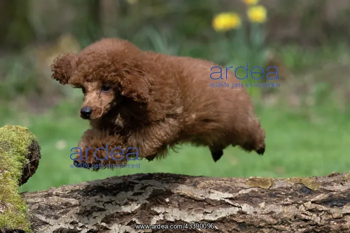 : DOG, POODLE, PUPPY, 14 WEEKS OLD, JUMPING A LOG, GARDEN, SPRING : DOG, POODLE, PUPPY, 14 WEEKS OLD, JUMPING A LOG, GARDEN, SPRING