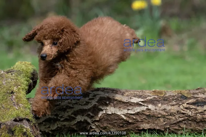 : DOG, POODLE, PUPPY, 14 WEEKS OLD, JUMPING A LOG, GARDEN, SPRING : DOG, POODLE, PUPPY, 14 WEEKS OLD, JUMPING A LOG, GARDEN, SPRING