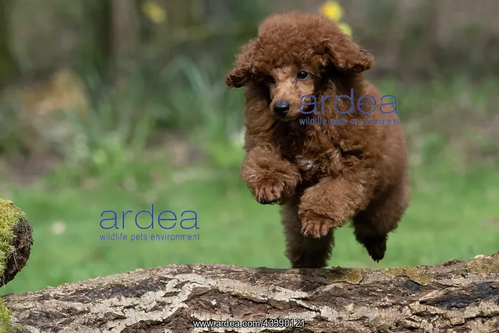 : DOG, POODLE, PUPPY, 14 WEEKS OLD, JUMPING A LOG, GARDEN, SPRING : DOG, POODLE, PUPPY, 14 WEEKS OLD, JUMPING A LOG, GARDEN, SPRING