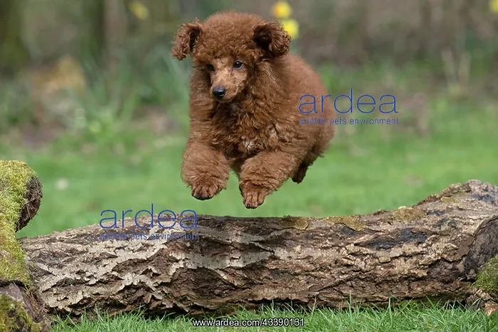 : DOG, POODLE, PUPPY, 14 WEEKS OLD, JUMPING A LOG, GARDEN, SPRING : DOG, POODLE, PUPPY, 14 WEEKS OLD, JUMPING A LOG, GARDEN, SPRING