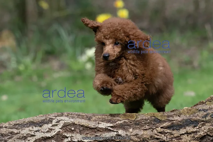 : DOG, POODLE, PUPPY, 14 WEEKS OLD, JUMPING A LOG, GARDEN, SPRING : DOG, POODLE, PUPPY, 14 WEEKS OLD, JUMPING A LOG, GARDEN, SPRING