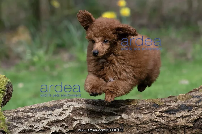 : DOG, POODLE, PUPPY, 14 WEEKS OLD, JUMPING A LOG, GARDEN, SPRING : DOG, POODLE, PUPPY, 14 WEEKS OLD, JUMPING A LOG, GARDEN, SPRING