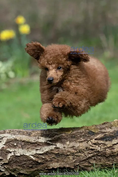 : DOG, POODLE, PUPPY, 14 WEEKS OLD, JUMPING A LOG, GARDEN, SPRING : DOG, POODLE, PUPPY, 14 WEEKS OLD, JUMPING A LOG, GARDEN, SPRING