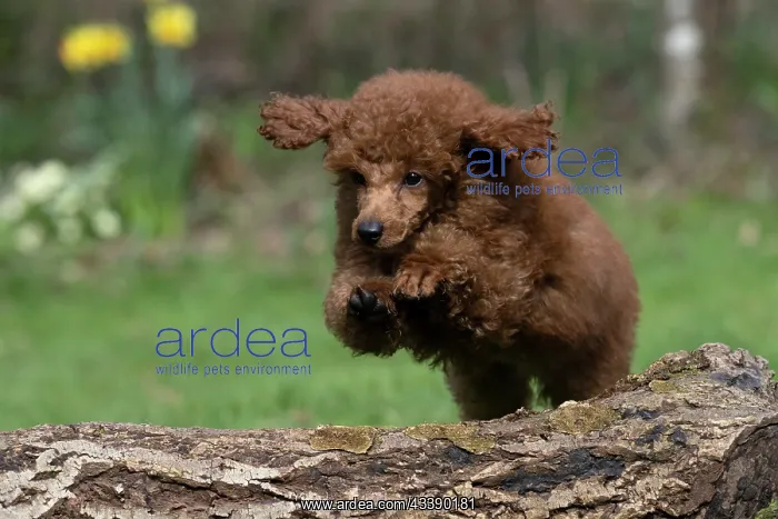 : DOG, POODLE, PUPPY, 14 WEEKS OLD, JUMPING A LOG, GARDEN, SPRING : DOG, POODLE, PUPPY, 14 WEEKS OLD, JUMPING A LOG, GARDEN, SPRING