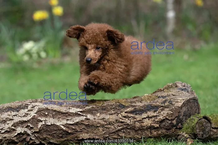 : DOG, POODLE, PUPPY, 14 WEEKS OLD, JUMPING A LOG, GARDEN, SPRING : DOG, POODLE, PUPPY, 14 WEEKS OLD, JUMPING A LOG, GARDEN, SPRING
