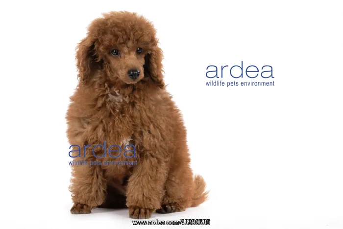 : DOG, POODLE, PUPPY, 14 WEEKS OLD, SITTING, STUDIO, WHITE : DOG, POODLE, PUPPY, 14 WEEKS OLD, SITTING, STUDIO, WHITE