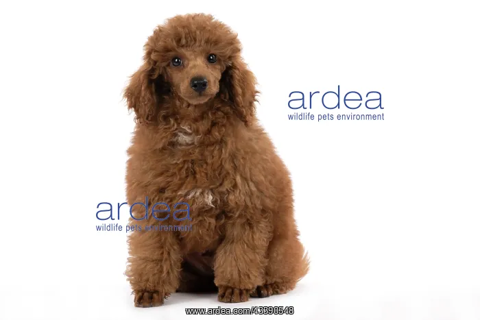 : DOG, POODLE, PUPPY, 14 WEEKS OLD, SITTING, STUDIO, WHITE : DOG, POODLE, PUPPY, 14 WEEKS OLD, SITTING, STUDIO, WHITE