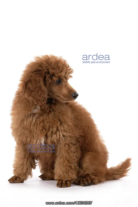 : DOG, POODLE, PUPPY, 14 WEEKS OLD, SITTING, STUDIO, WHITE : DOG, POODLE, PUPPY, 14 WEEKS OLD, SITTING, STUDIO, WHITE