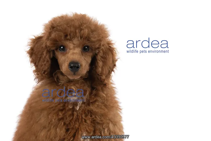 : DOG, POODLE, PUPPY, 14 WEEKS OLD, PORTRAIT, HEAD & SHOULDERS, STUD : DOG, POODLE, PUPPY, 14 WEEKS OLD, PORTRAIT, HEAD & SHOULDERS, STUD