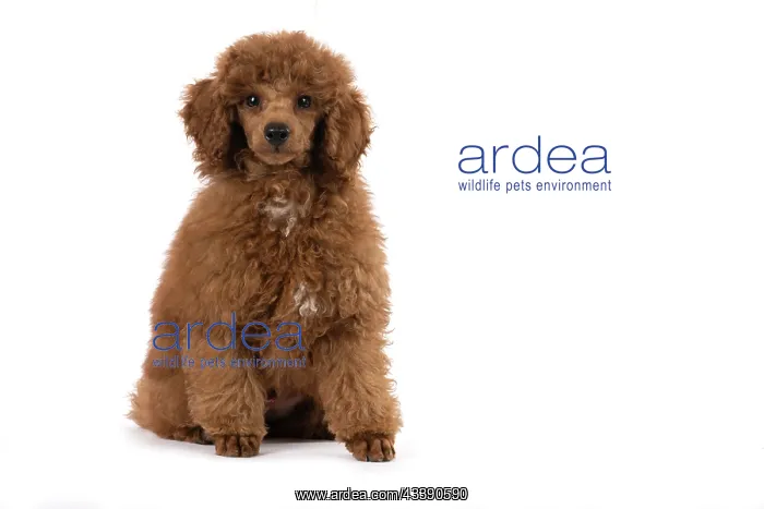 : DOG, POODLE, PUPPY, 14 WEEKS OLD, SITTING, STUDIO, WHITE : DOG, POODLE, PUPPY, 14 WEEKS OLD, SITTING, STUDIO, WHITE