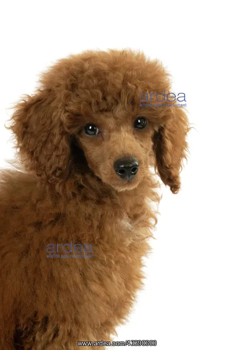: DOG, POODLE, PUPPY, 14 WEEKS OLD, PORTRAIT, HEAD & SHOULDERS, STUD : DOG, POODLE, PUPPY, 14 WEEKS OLD, PORTRAIT, HEAD & SHOULDERS, STUD