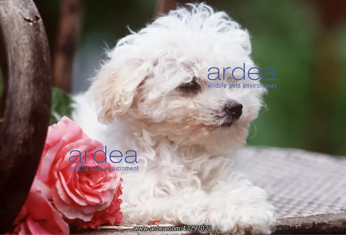 : DOG - Poodle puppy close-up sitting on chair with pink rose : DOG - Poodle puppy close-up sitting on chair with pink rose