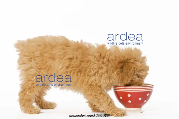  : Dog - Poodle - puppy eating from red bowl