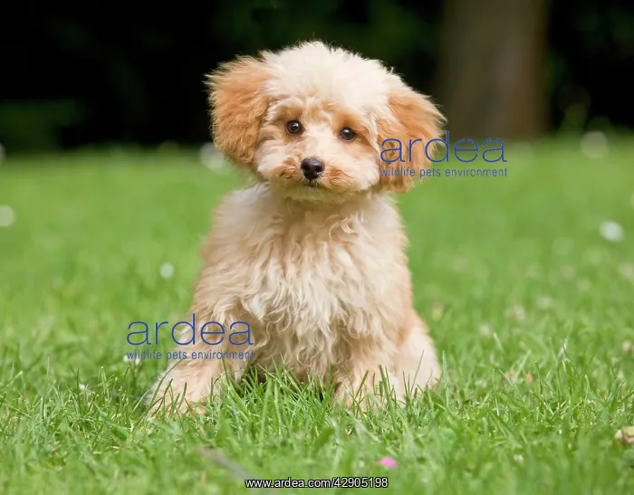  : Dog - Poodle puppy in garden