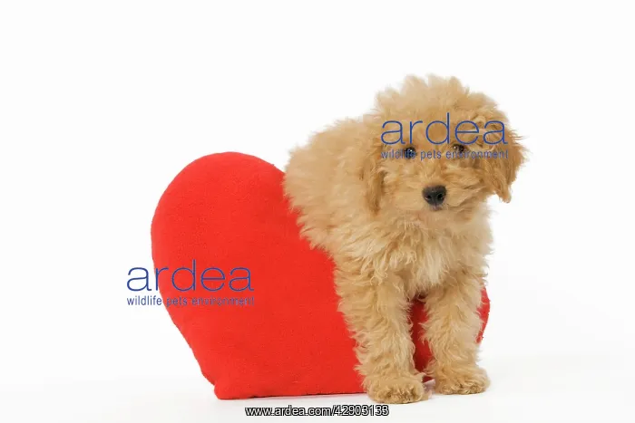 : Dog - Poodle with red heart cushion : Dog - Poodle with red heart cushion