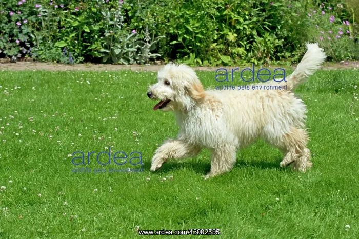 : Dog - Poodle running in a garden : Dog - Poodle running in a garden