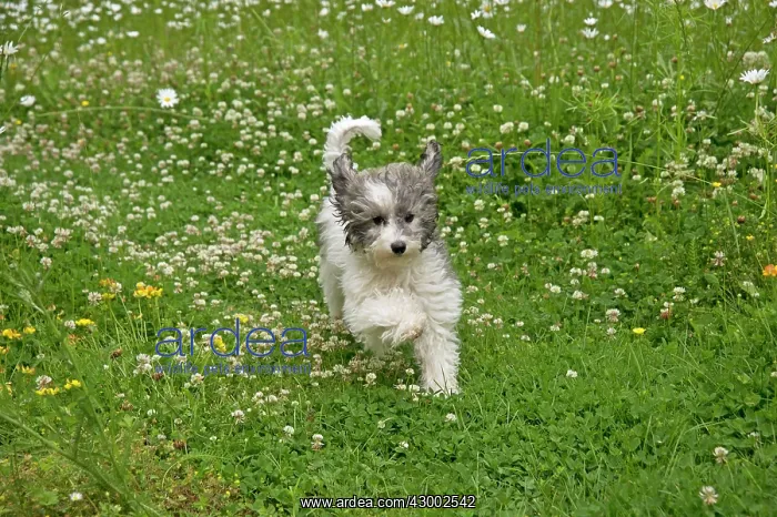  : Dog - Poodle running through meadow of daisies