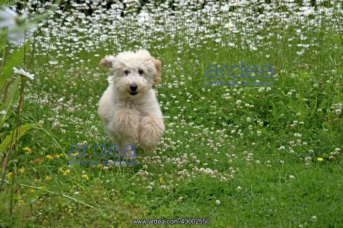  : Dog - Poodle running through meadow of daisies