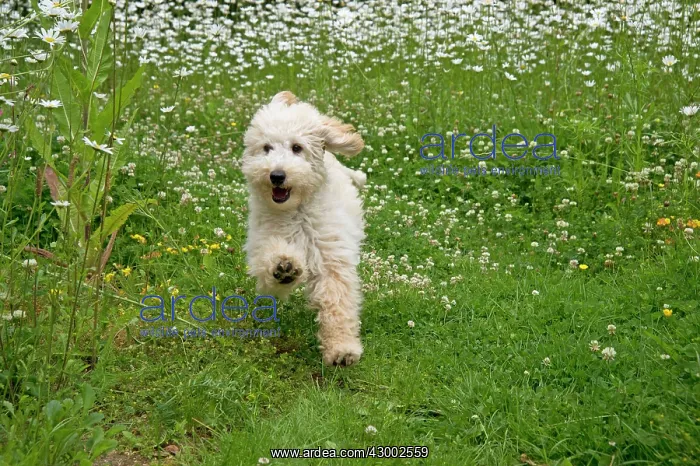  : Dog - Poodle running through meadow of daisies