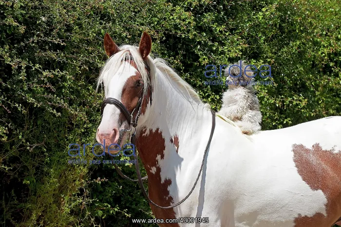  : Dog - Poodle sitting on a horses back