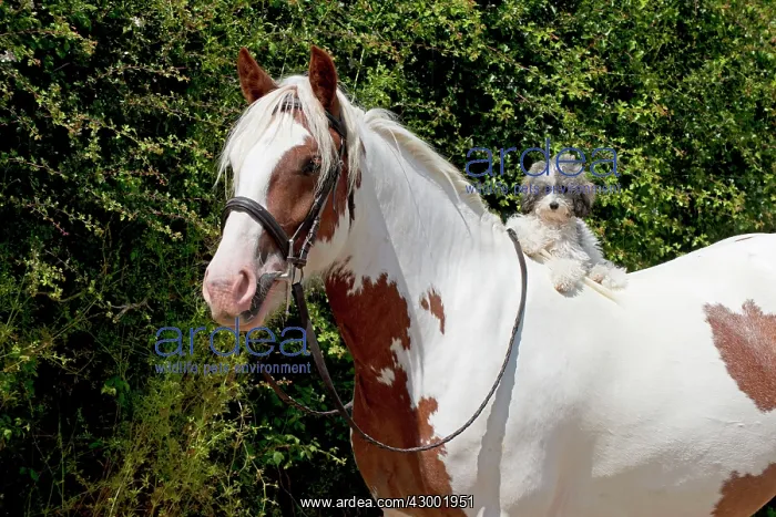  : Dog - Poodle sitting on a horses back
