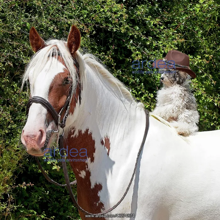 : DOG - Poodle sitting on a horses back wearing a cowboy hat : DOG - Poodle sitting on a horses back wearing a cowboy hat
