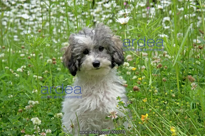 : Dog - Poodle sitting a meadow of daisies : Dog - Poodle sitting a meadow of daisies