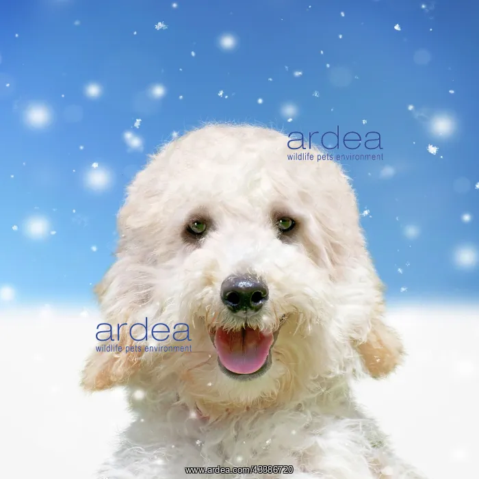: Dog - Poodle in the snow in winter : Dog - Poodle in the snow in winter