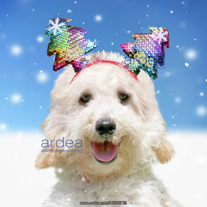 : Dog - Poodle in the snow in winter wearing Chris : Dog - Poodle in the snow in winter wearing Chris