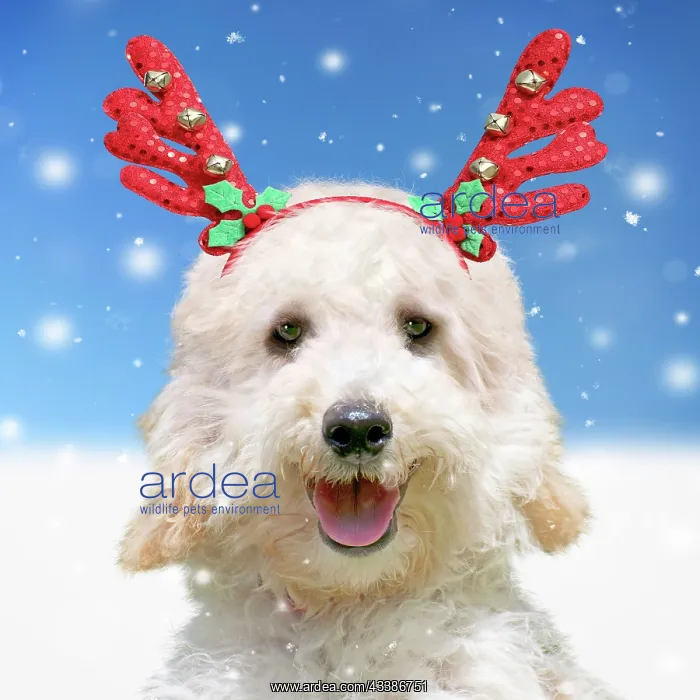 : Dog - Poodle in the snow in winter wearing Chris : Dog - Poodle in the snow in winter wearing Chris