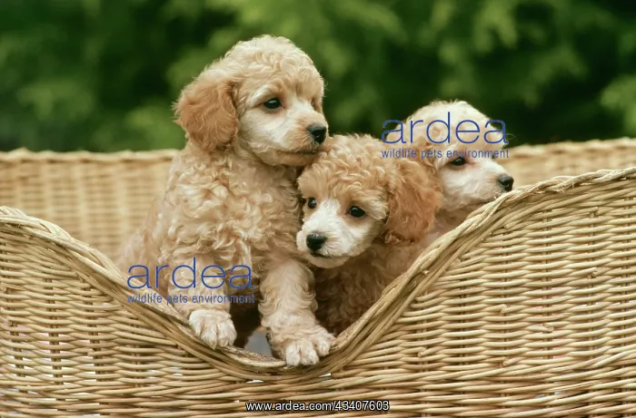  : Dog - Poodle toy puppies in basket