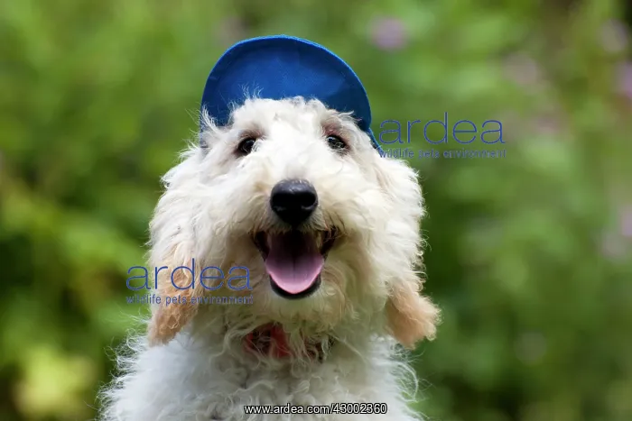  : Dog - Poodle wearing a blue cap
