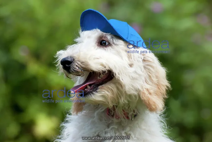  : Dog - Poodle wearing a blue cap