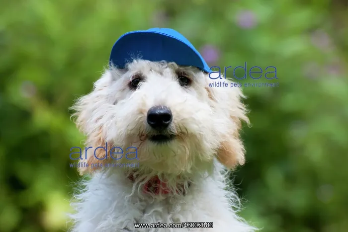 : Dog - Poodle wearing a blue cap : Dog - Poodle wearing a blue cap