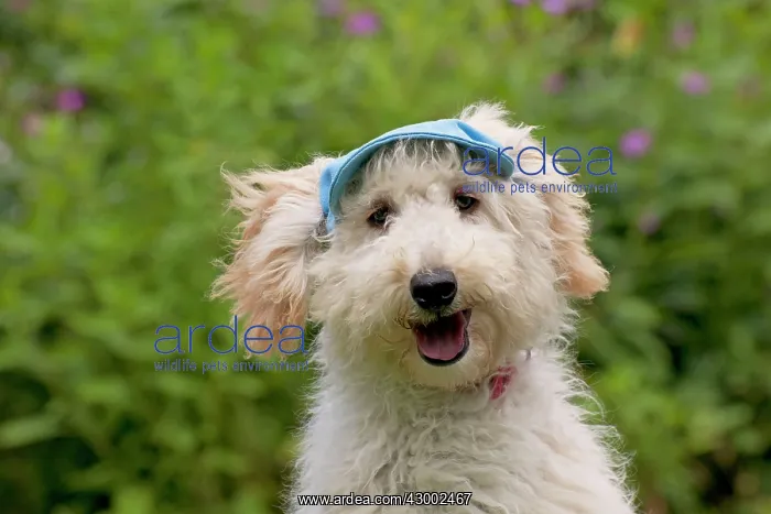  : Dog - Poodle wearing a blue cap