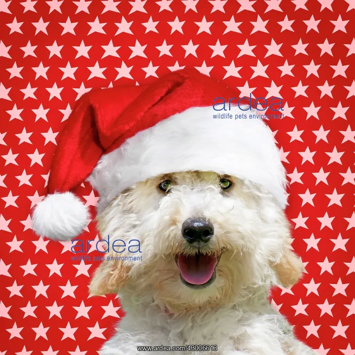 : Dog Poodle wearing a Christmas hat with star background : Dog Poodle wearing a Christmas hat with star background