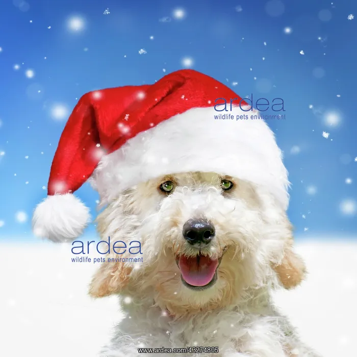 : Dog - Poodle wearing a Christmas Santa hat in snow : Dog - Poodle wearing a Christmas Santa hat in snow
